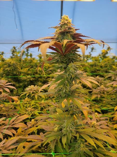 Cannabis plant with purple-tinged buds growing in a greenhouse among rows of plants