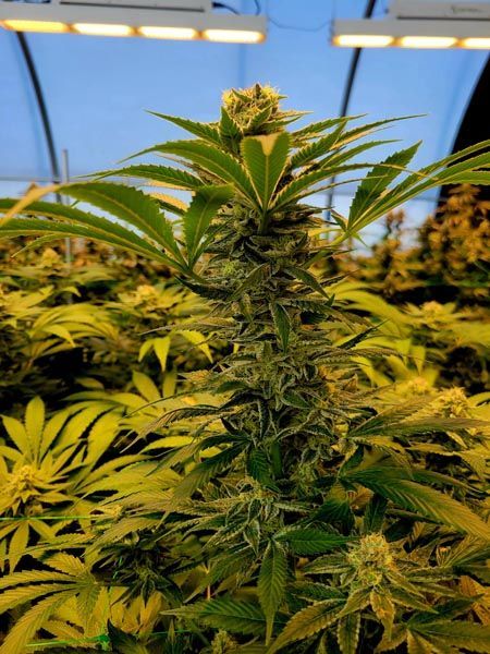 Cannabis plants growing indoors under bright grow lights