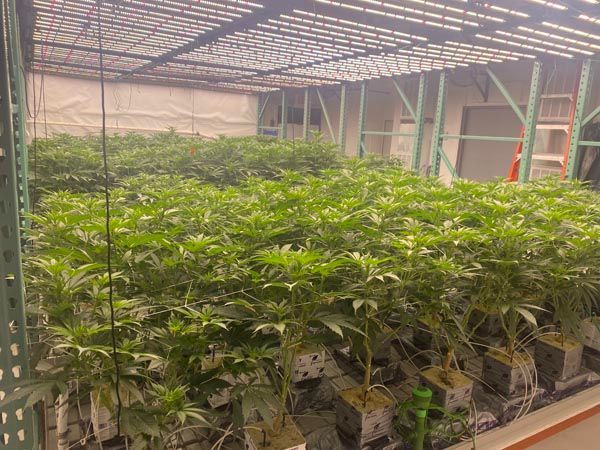 Rows of young green plants growing in a greenhouse under a metal roof