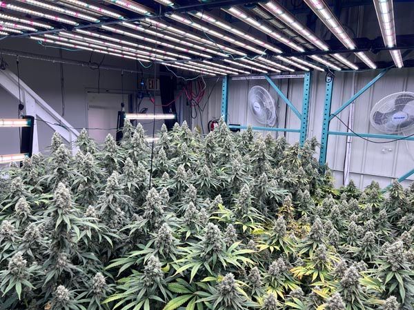 Indoor cannabis grow room with dense flowering plants under bright LED lights and ceiling fans