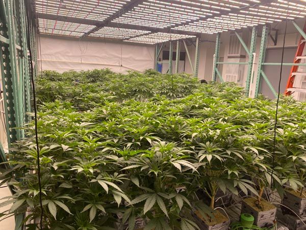 Indoor greenhouse full of dense green cannabis plants under metal shelving and grow lights