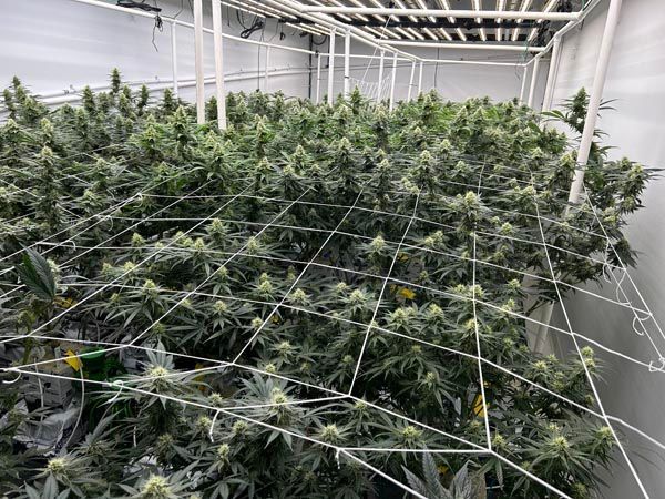 Indoor cannabis plants growing in a netted greenhouse under bright lights