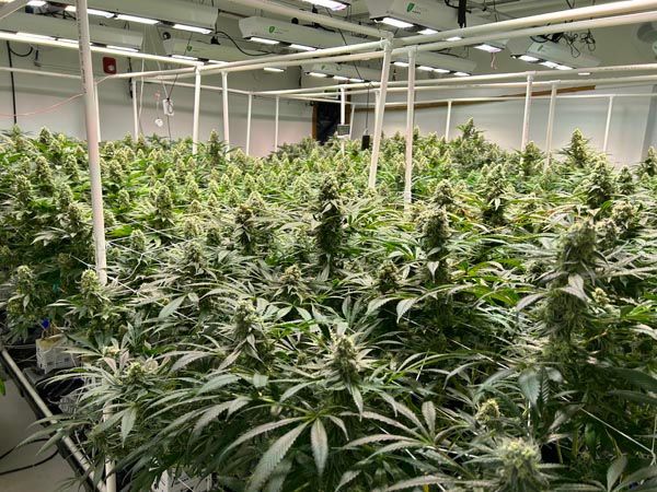 Indoor cannabis grow room with rows of green plants under bright overhead lights