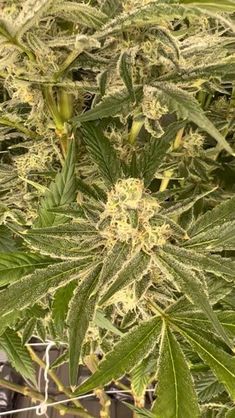 Close-up of a cannabis plant with dense green leaves and a flowering bud.