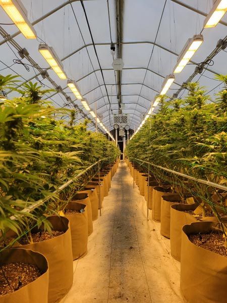 Rows of cannabis plants in pots inside a greenhouse tunnel