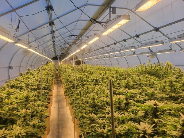 Rows of cannabis plants growing in a greenhouse under overhead lights
