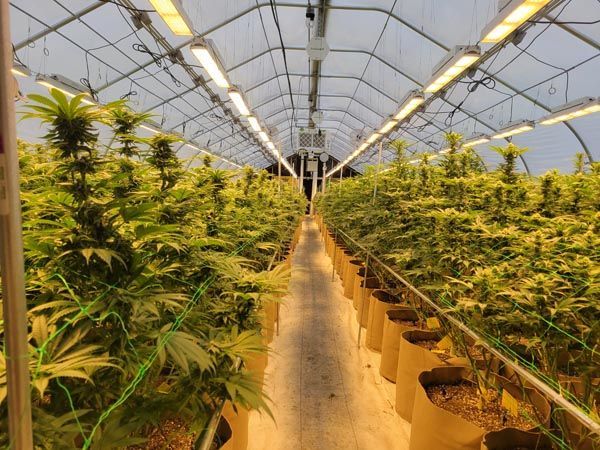 Rows of cannabis plants growing in a greenhouse under bright overhead lights
