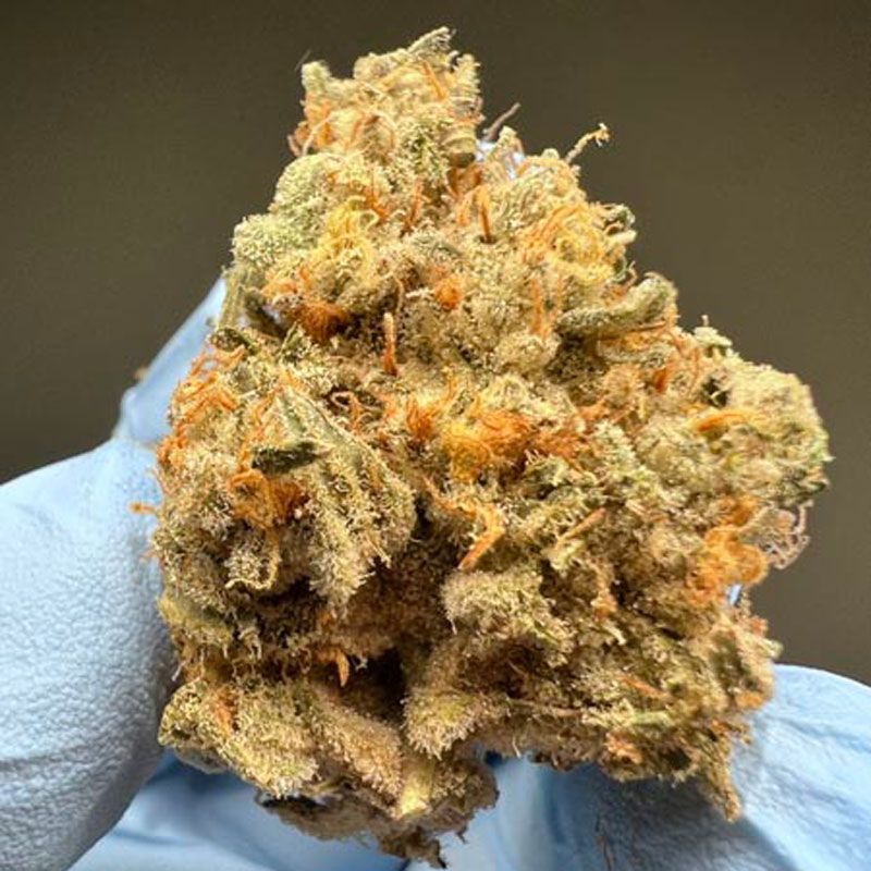 Close-up of a frosty cannabis bud held in a blue-gloved hand