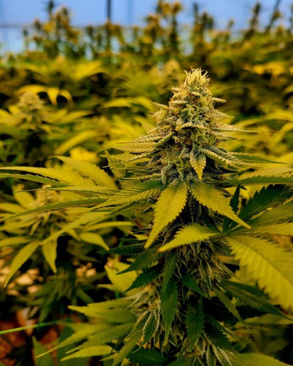 Close-up of a cannabis plant with dense buds and yellow-green leaves growing in a field