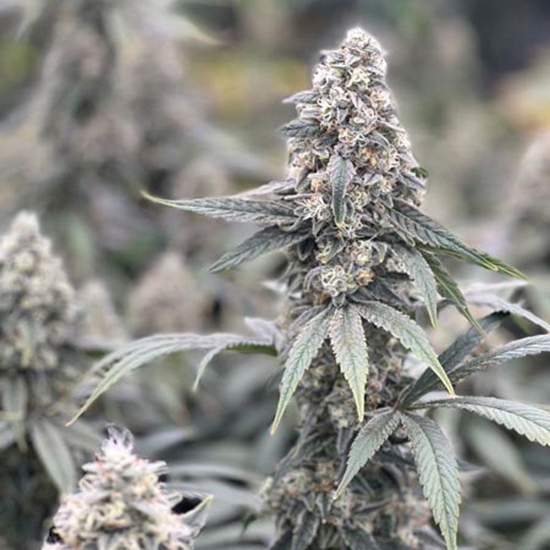 Close-up of a cannabis plant with a dense, frosty purple bud and green leaves.