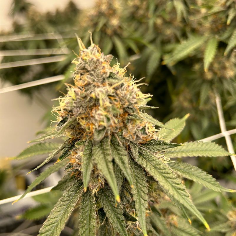 Close-up of a cannabis bud on a flowering plant, with green leaves and orange hairs.