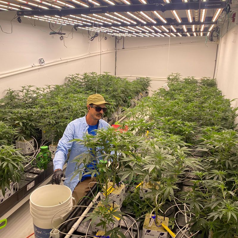 Worker tending cannabis plants in an indoor grow room with bright overhead lights