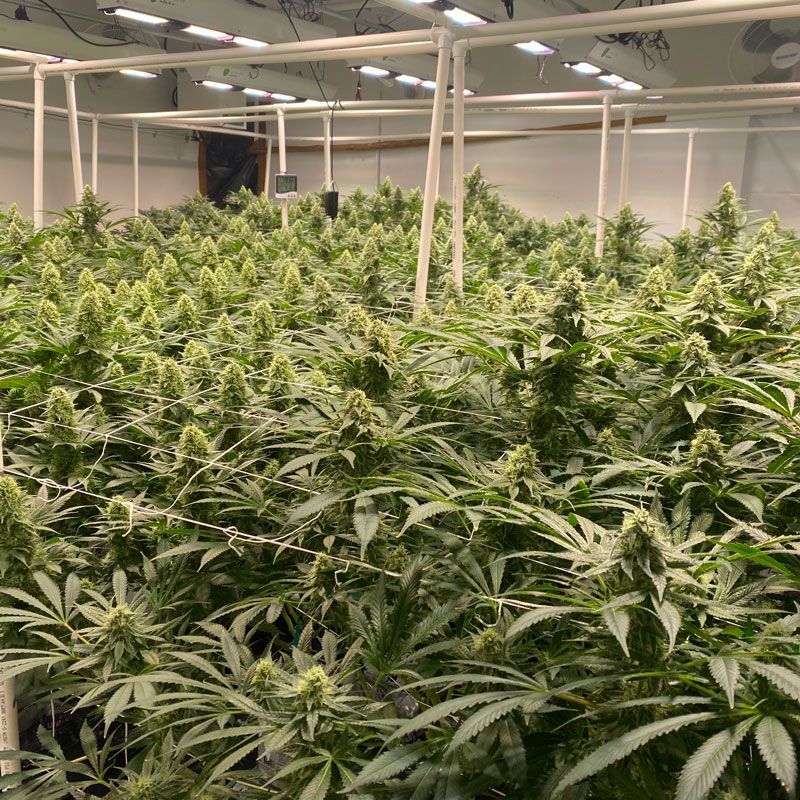 Indoor grow room filled with dense green cannabis plants under bright overhead lights