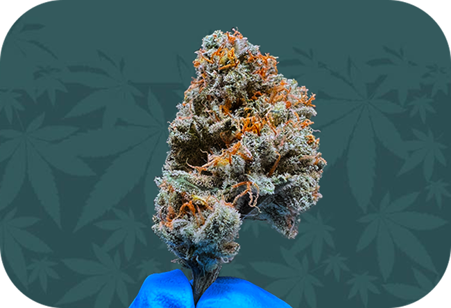 Close-up of a frosty cannabis bud with orange hairs, held in a blue-gloved hand on a dark green patterned background
