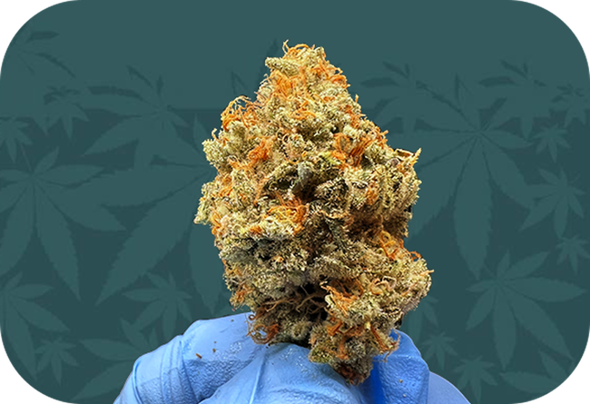 Gloved hand holding a dense cannabis bud against a teal leaf-patterned background
