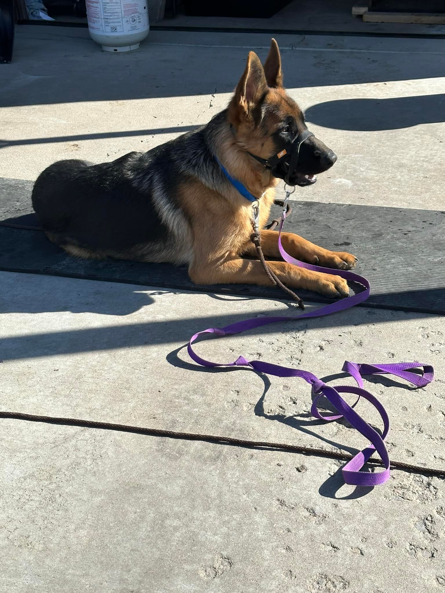 German Shepherd dog wearing a muzzle and a blue collar, lying down on a mat with a purple leash on concrete.