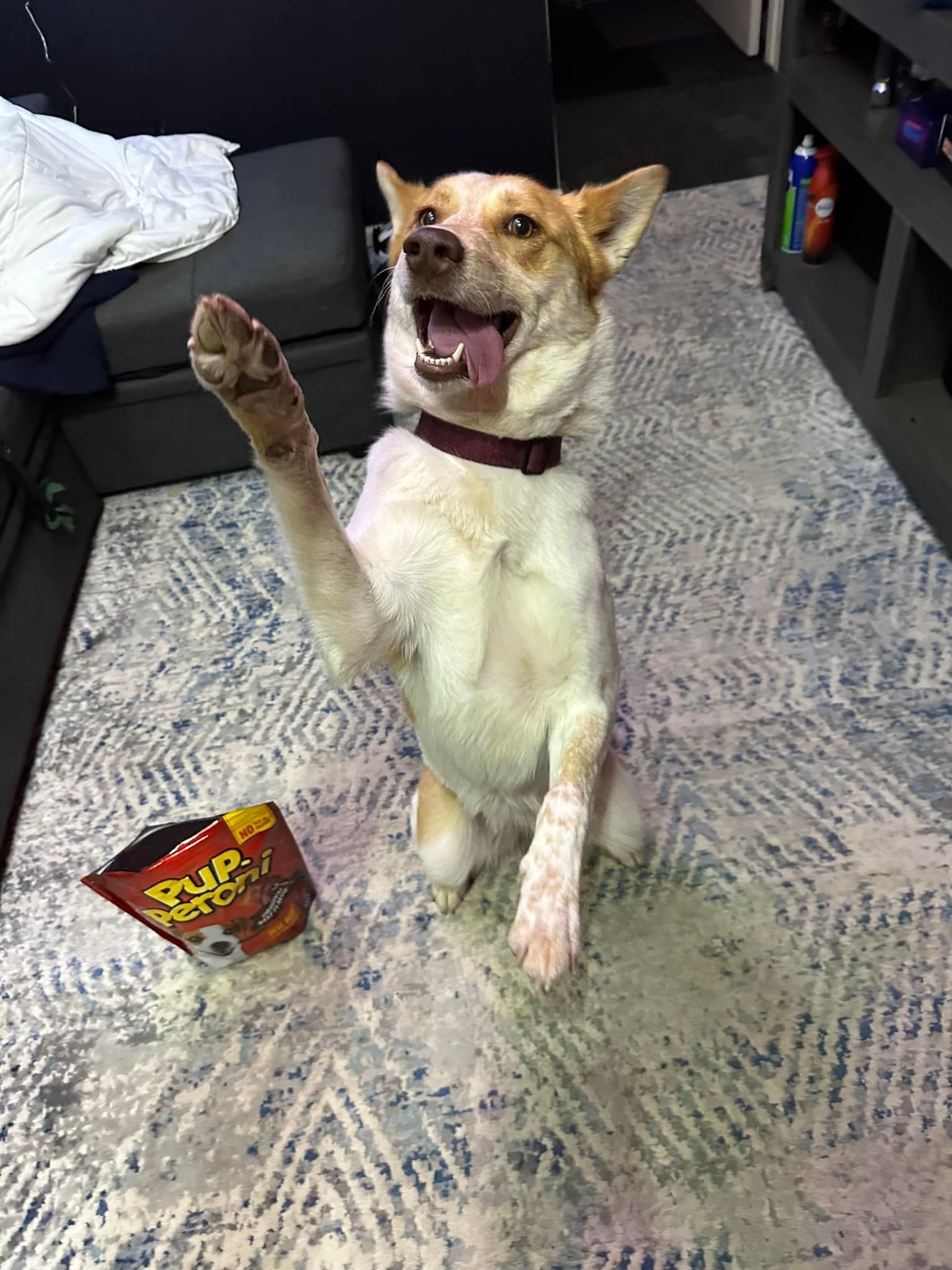 Dog sitting up, raising paw, next to a bag of chips. White and tan fur, tongue out.