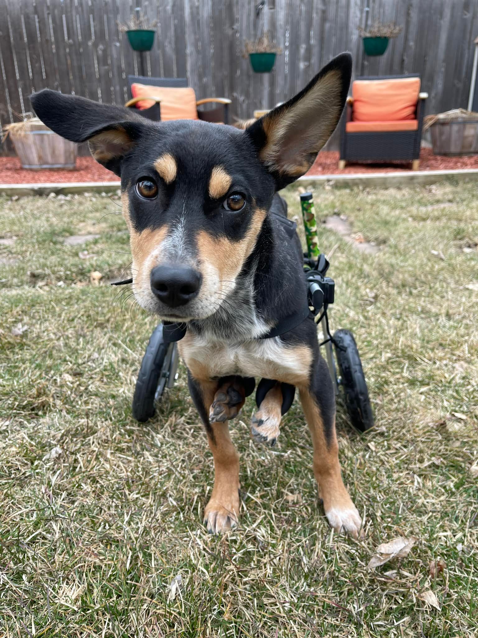 Dog in a wheelchair on grass, black and tan fur, large ears, looking at the camera. Backyard setting.