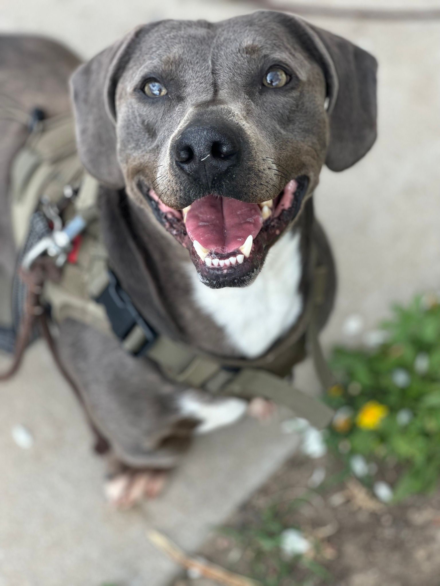 Happy gray dog with a white chest, wearing a harness, smiling, outdoors.