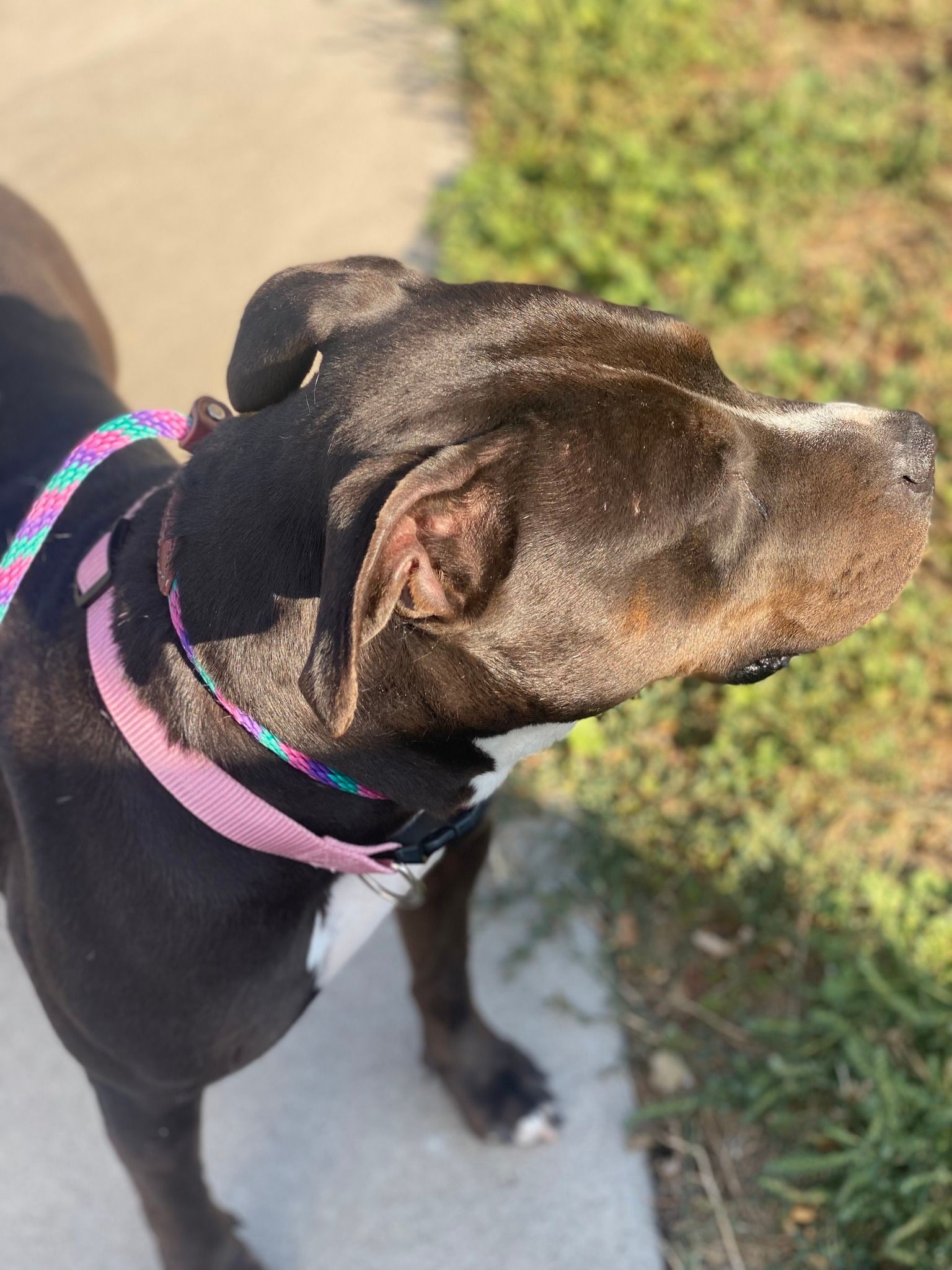 Black dog wearing a pink and teal collar, looking up with a neutral expression, outdoors.