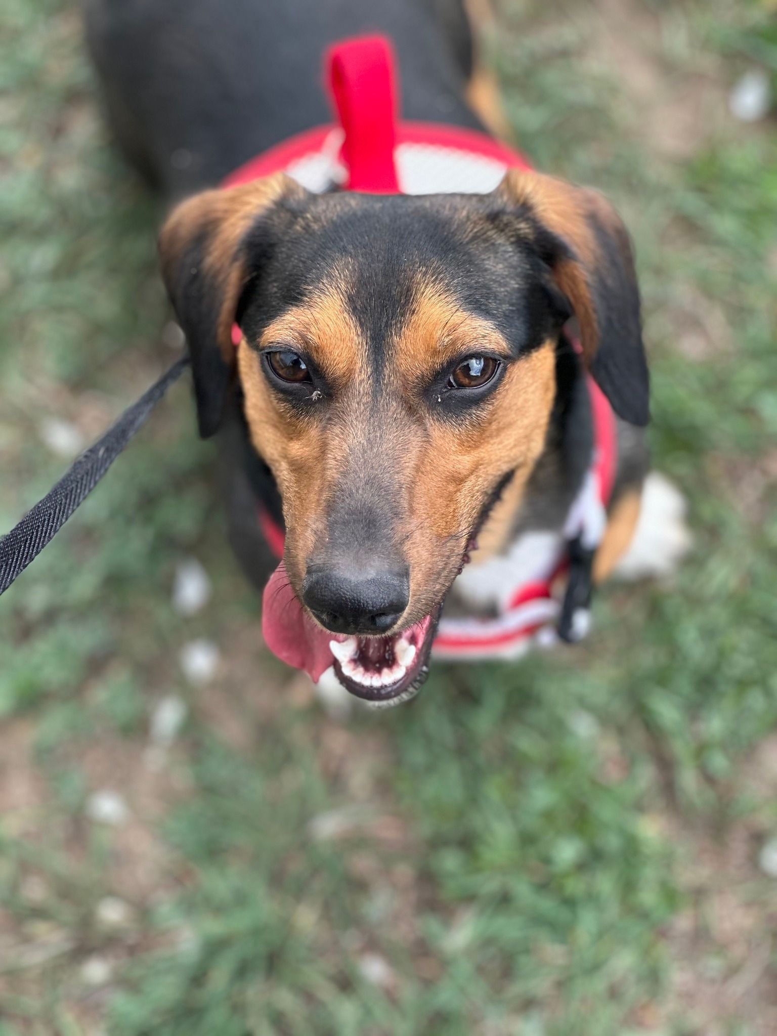 Black, brown, and tan dachshund wearing a red harness, looking up with tongue out.