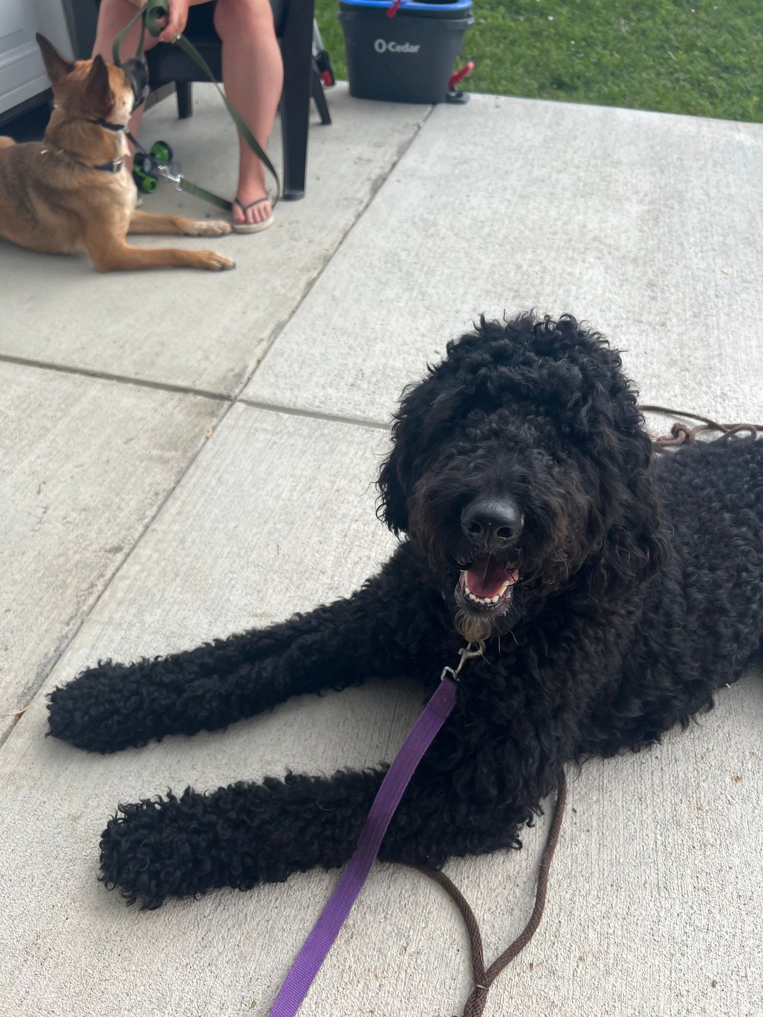 Black labradoodle dog with purple leash lounges on pavement with another dog nearby.