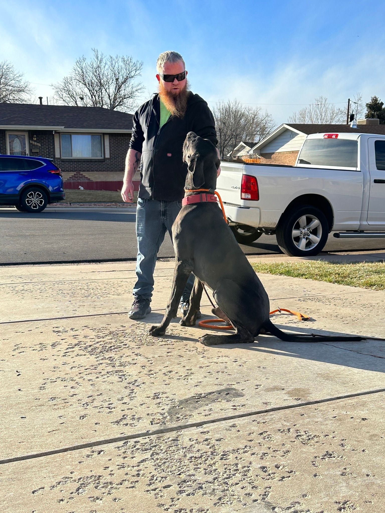 Man training a gray Great Dane on a paved driveway; a truck and blue car are in the background.