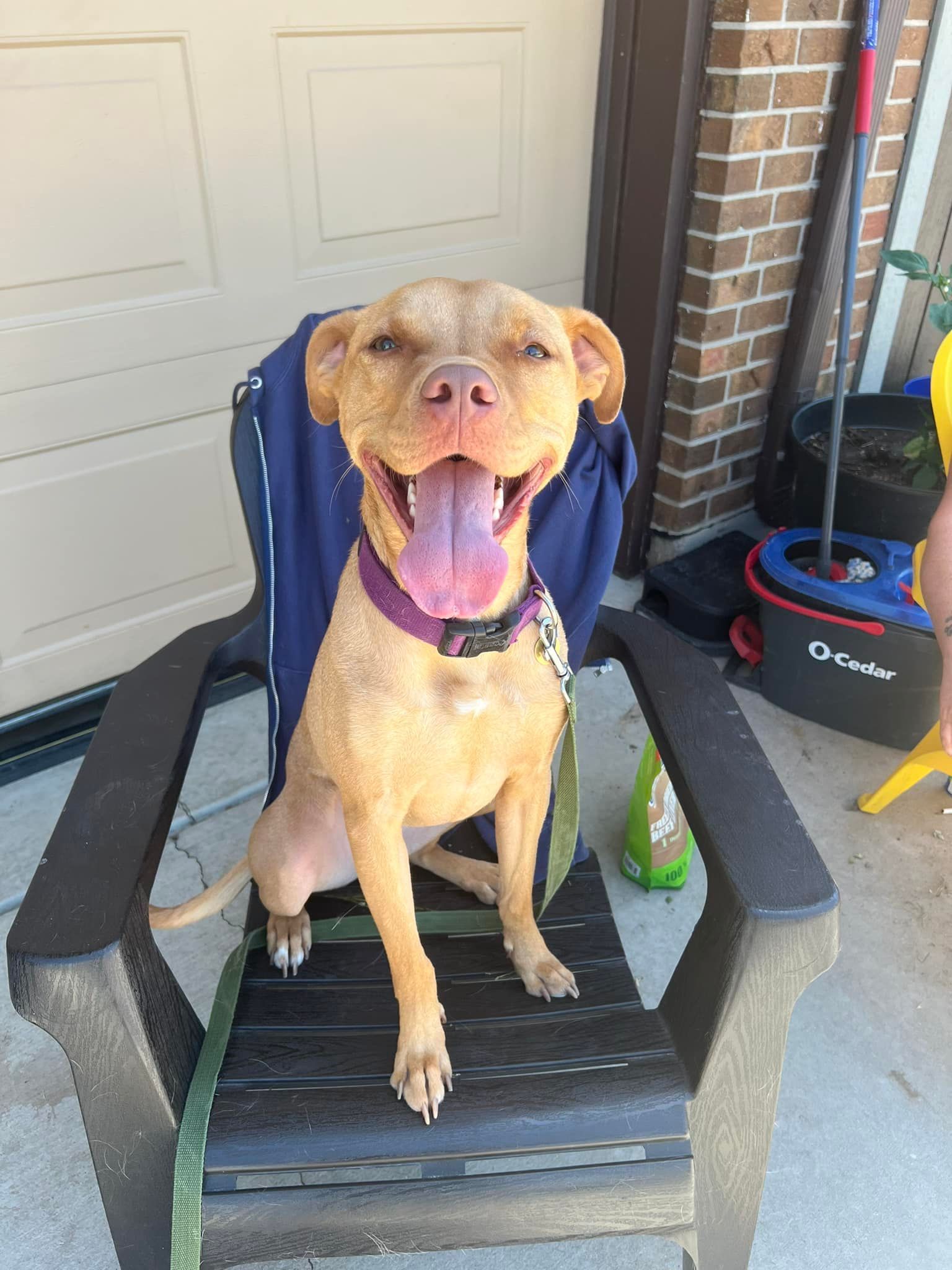 Tan dog with a purple collar smiles, panting, while sitting in a black plastic chair on a patio.