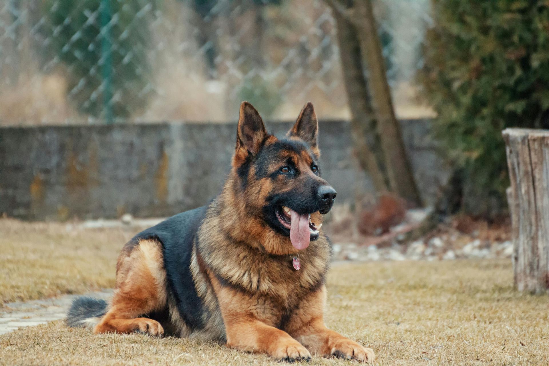 German Shepherd dog lying on grass, tongue out, in a yard with a fence and tree in the background.
