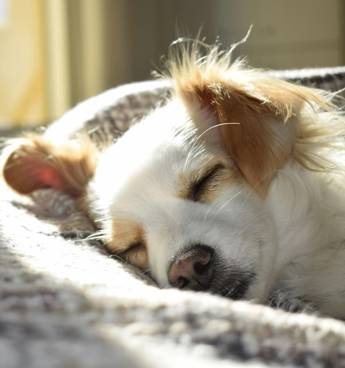 White and tan dog asleep on a soft blanket, lit by sunlight.
