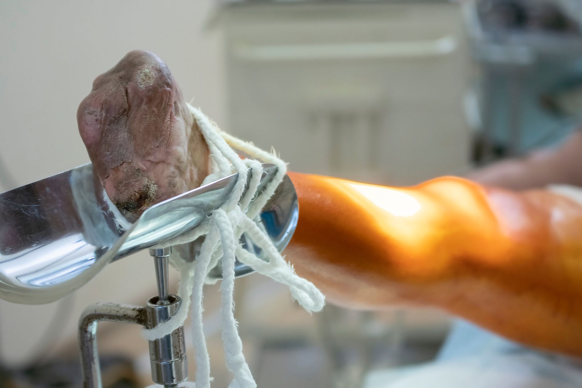 Dog paw held by a vet with white bandage in a clinic