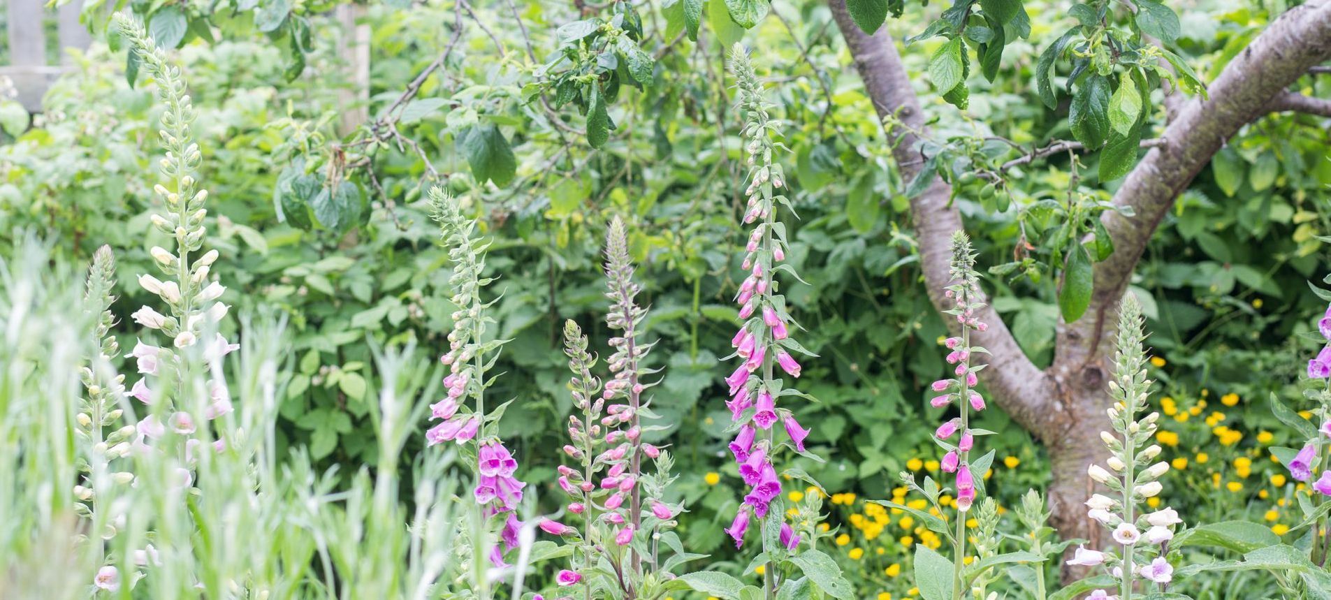 Garden Design