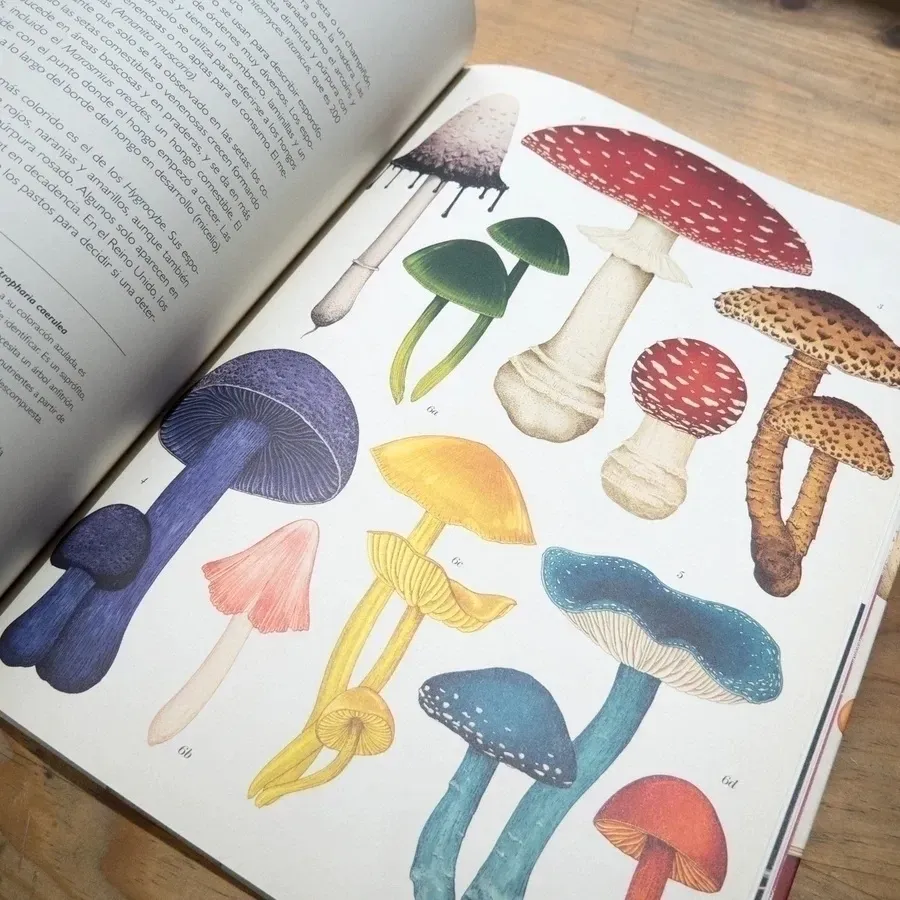 portada de un libro titulado Fungarium, muestra colección de hongos coloridos y diversos ilustrados con un estilo botánico.