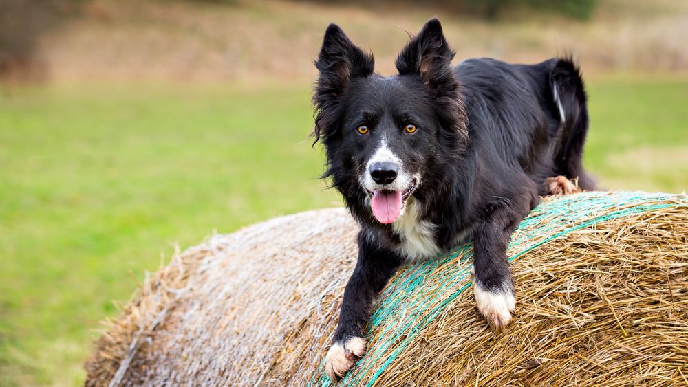 A dog on a hay bale — Territory Stock Feed & Saddlery in Alice Springs, NT