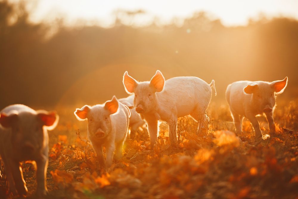 Piglets playing at sunset — Territory Stock Feed & Saddlery in Alice Springs, NT