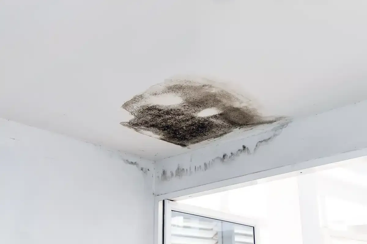 Ceiling with black mold stain in corner, likely due to water damage. White walls, visible window.