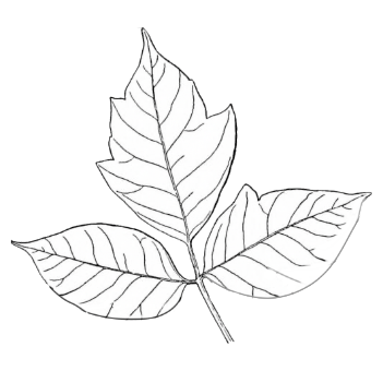 A black and white drawing of a leaf on a white background