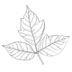 A black and white drawing of a leaf on a white background