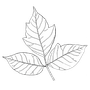 A black and white drawing of a leaf on a white background