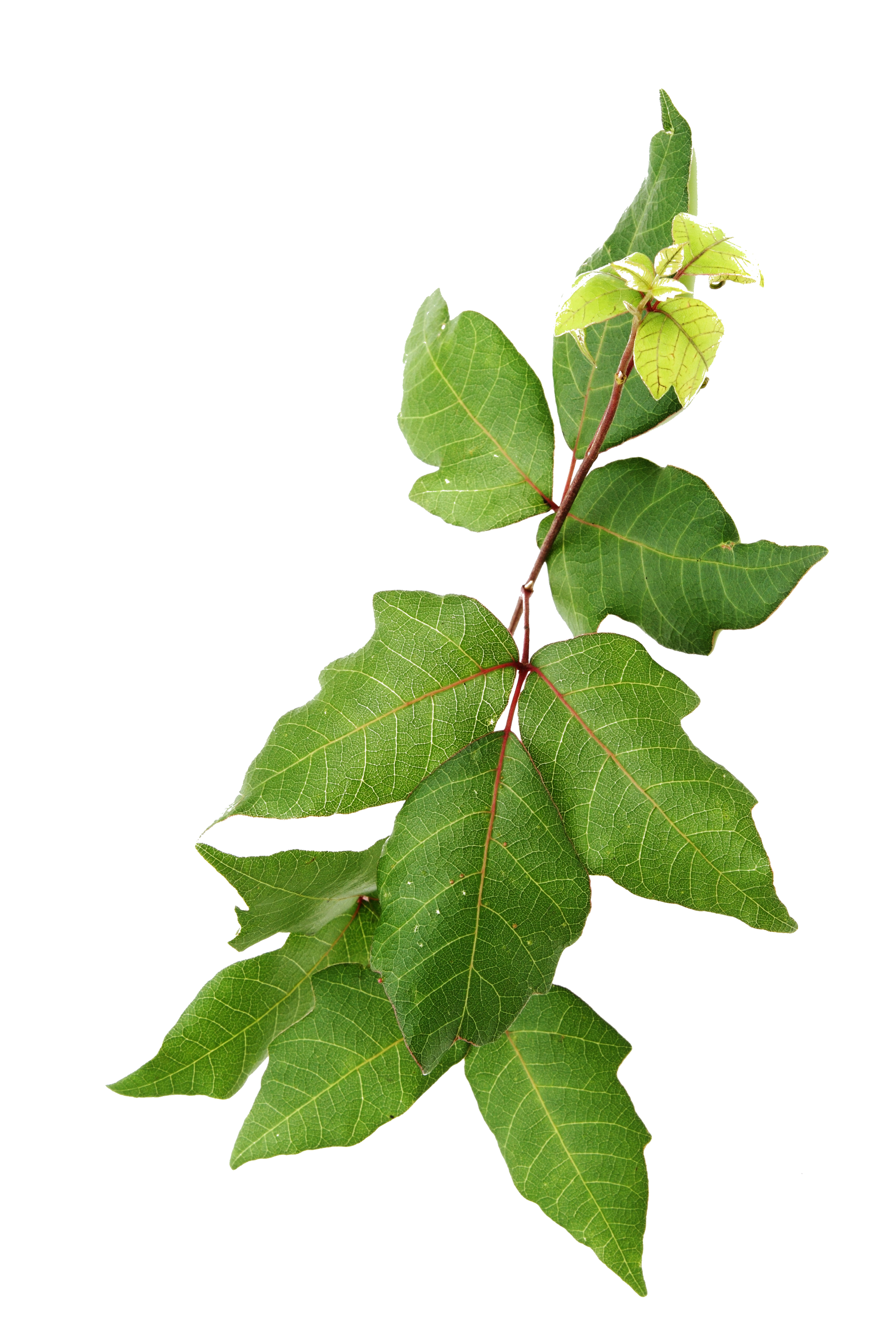 A plant with green leaves and a flower on a white background.