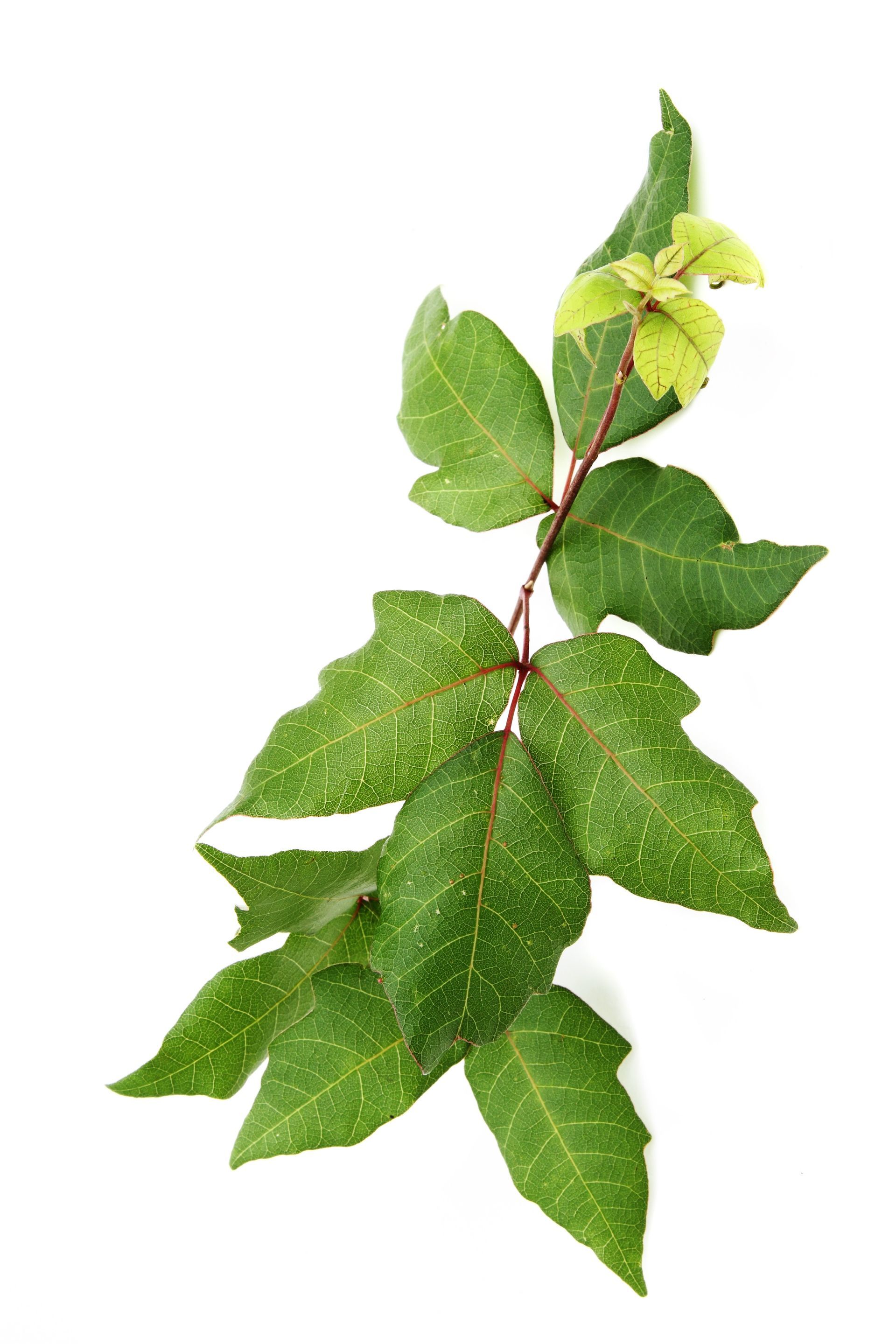 A plant with green leaves and a yellow flower on a white background