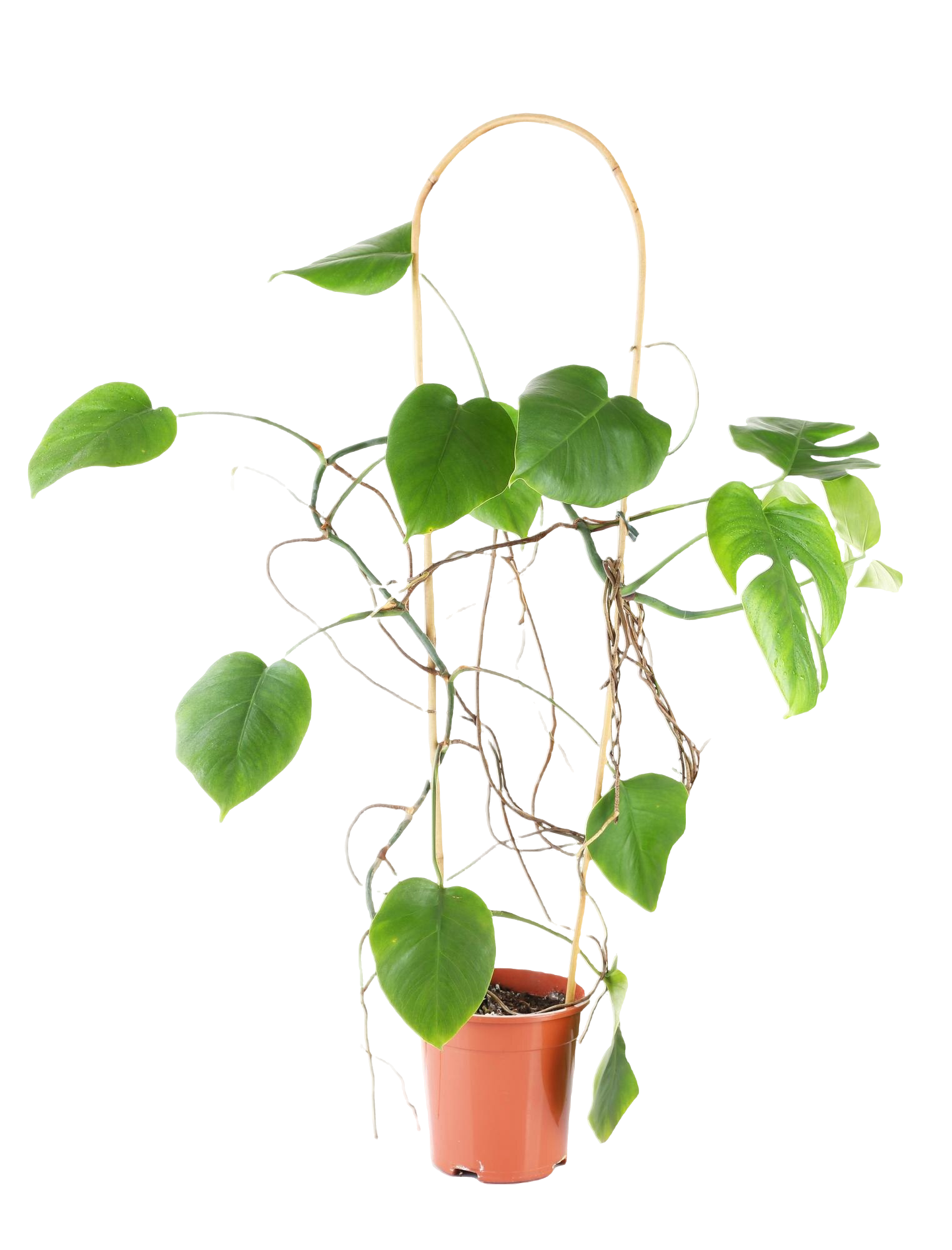 A potted plant with green leaves is hanging from a rope.