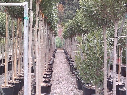 Fornitura ed esportazione piantePiante da siepe Pietra Ligure Savona