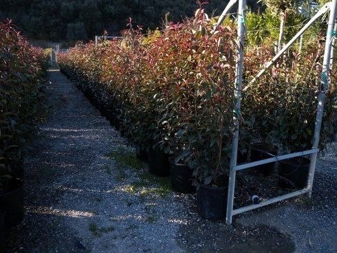 Fornitura ed esportazione piantePiante da siepe Pietra Ligure Savona