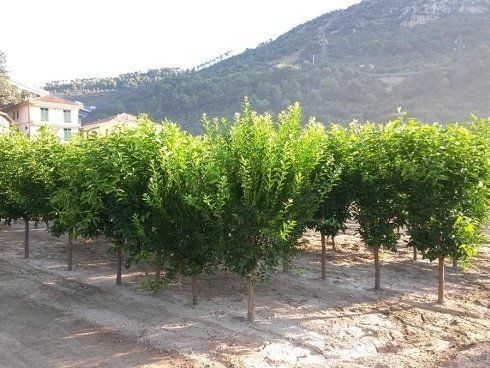 coltivazione piante da frutta Pietra Ligure, Savona