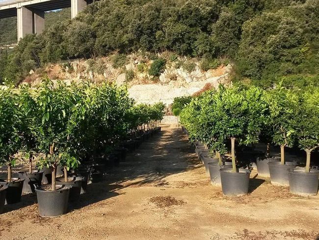 coltivazione piante da frutta Pietra Ligure, Savona