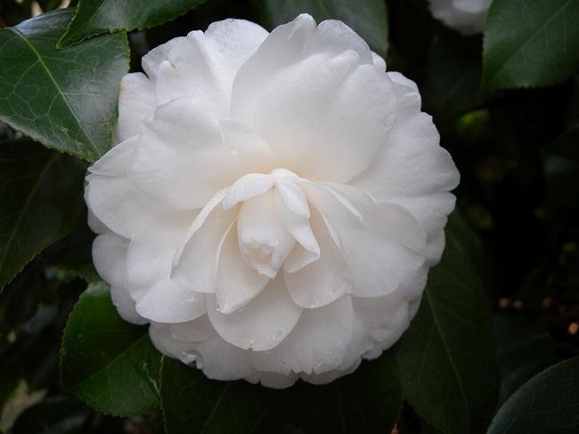 piante e fiori ornamentali