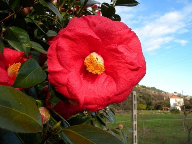 piante e fiori ornamentali