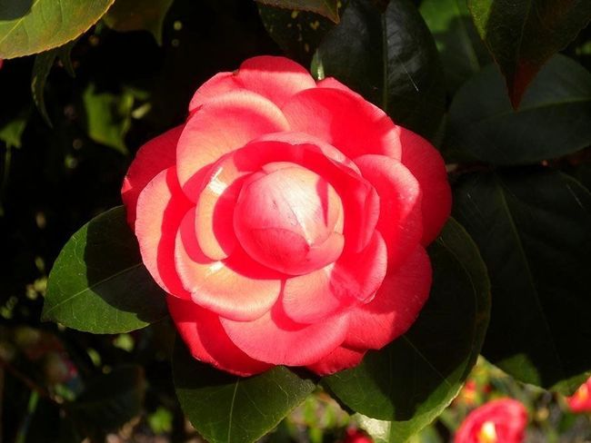 piante e fiori ornamentali