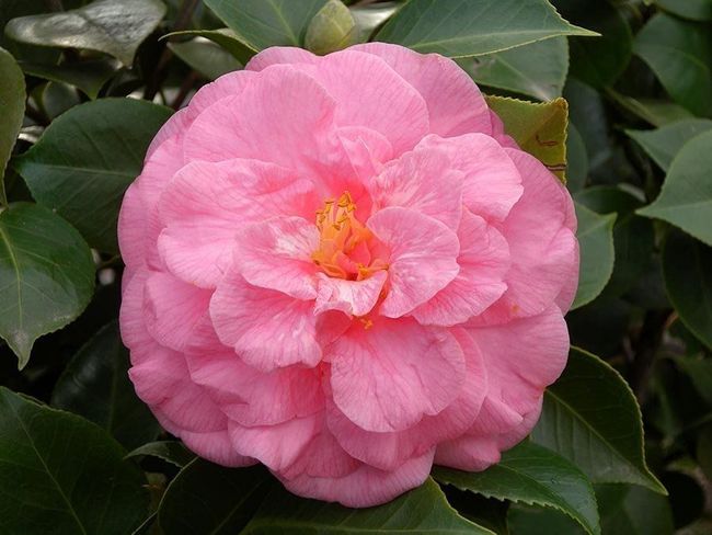 piante e fiori ornamentali